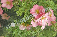 Лапчатка Potentilla fruticosa Lovely Pink