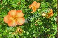 ОпубликованТовар или услугаЛапчатка Potentilla fruticosa Tangerine