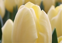 Тюльпан Крем Фреш Tulipa Crème Fraîche 