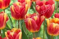Тюльпан триумф Колор Мистик tulipa Colour Mystic