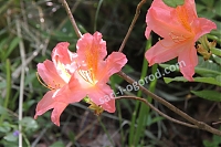 Рододендрон Японский оранжевый Rhododendron Japanese orange