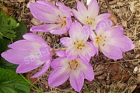 ОпубликованТовар или услугаБезвременник великолепный Colchicum speciosum