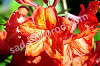 Рододендрон Фейерверк Rhododendron Feuerwerk