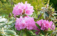 Рододендрон Гаага Rhododendron Haaga