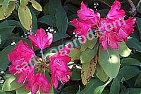 Рододендрон Хеллики Rhododendron Hellikki 