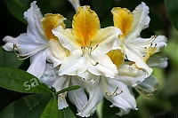 Рододендрон (азалия) Иллюзия Rhododendron Illusia