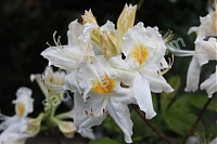 Рододендрон (азалия) нэп-хилл Шнееголд Rhododendron knap hill Schneegold