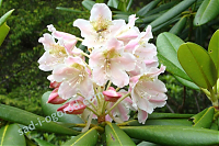 ОпубликованТовар или услугаРододендрон короткоплодный Rhododendron brachycarpum