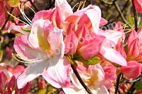 Рододендрон (азалия) Сатоми Rhododendron lutea Satomi