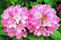 Рододендрон Розеум Элеганс Rhododendron Roseum Elegans