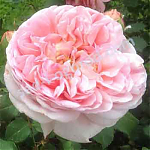 Английская роза Abraham Darby