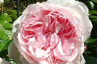 Английская роза The Wedgwood Rose