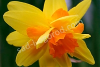 Нарцисс махровый Дабл Ицим 7 шт. Narcissus Double Itzim