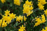 Нарцисс Саброза 25 шт. Narcissus Sabrosa