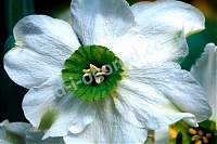 Нарцисс Синопель мелкокорончатый 5 шт. Narcissus Sinopel