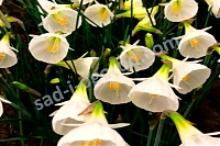 Нарцисс бульбокодиум Narcissus bulbocodium White Petticoat
