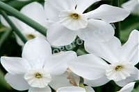 Нарцисс Хит мелкокорончатый Narcissus Xit