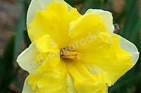 Нарцисс Кассата Narcissus Cassata