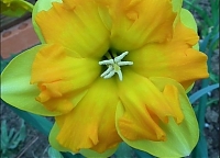 Нарцисс разрезнокорончатый Тиритомба Narcissus Tiritomba
