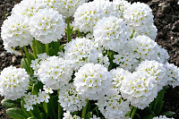 Примула мелкозубчатая Королла Вайт (Primula denticulata Corolla White)