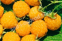 Малина желтоплодная Алл Голд Rubus idaeus All Gold