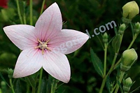 Платикодон крупноцветковый Astra Rose