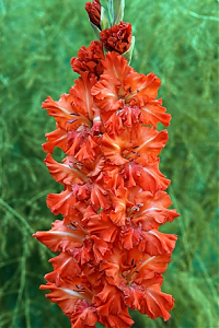 Гладиолус Большое искушение Gladiolus Bolshoe Iskushenie