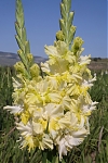 Гладиолус Абхазия Gladiolus Abhaziya