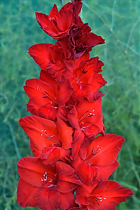 Гладиолус Гранатовый Браслет Gladiolus Granatovyj Braslet