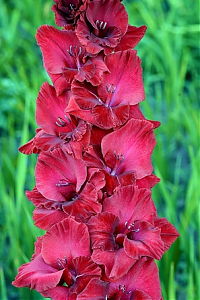 Гладиолус Исполин Gladiolus Ispolin