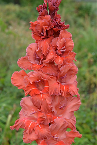 Гладиолус Кареглазая Gladiolus Kareglazaya