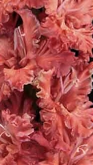 Гладиолус Коралловый риф Gladiolus Korallovyj Pif