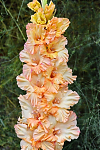 Гладиолус Лизавета Gladiolus Lizaveta