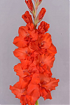 Гладиолус Новый Завет Gladiolus Novyj Zavet