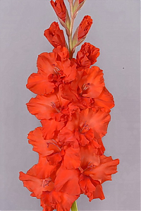 Гладиолус Новый Завет Gladiolus Novyj Zavet