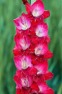 Гладиолус Веер Gladiolus Veer