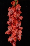 Гладиолус Жаркая Цыпа Gladiolus Zharkaya Cypa