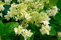 Гортензия древовидная Double Annabelle Hydrangea arborescens `Hayes Starburst