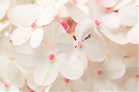 Гортензия метельчатая Пинк Квин (Hydrangea paniculata `Pink Queen`)