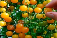 Рассада томатов черри Балконный желтый кассета 10 ячеек Balkonyj Yellow