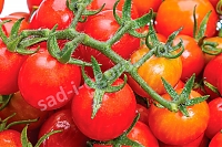 Рассада томатов черри балконный красный Balconi Red