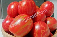 Рассада томатов Пасхальные яйца