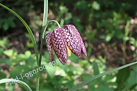 ОпубликованТовар или услугаРябчик шахматный Мелеагрис Fritillaria meleagris