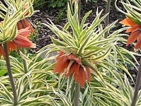 Рябчик императорский Ауреомаргината Fritillaria imperialis Aureomarginata