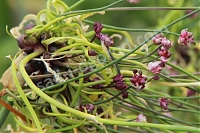 ОпубликованТовар или услугаАллиум скородопразум Арт Allium scorodoprasum Art
