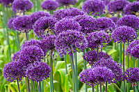 Аллиум Перпл Сенсейшн Allium Purple Sensation