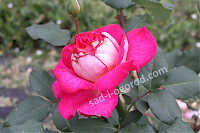 Чайногибридная роза BOLCHOI