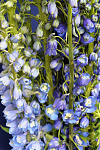 ОпубликованТовар или услугаДельфиниум М.Ф. Мид Блу Вайт Би Delphinium cultorum M.F. Mid Blue with White Bee