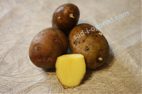 ОпубликованТовар или услугасорт Ариэль семенной картофель 2 кг