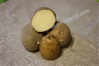 ОпубликованТовар или услугаСорт Армада картофель семенной 2 кг